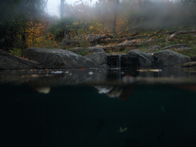 The Bronx Zoo