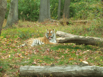 The Bronx Zoo