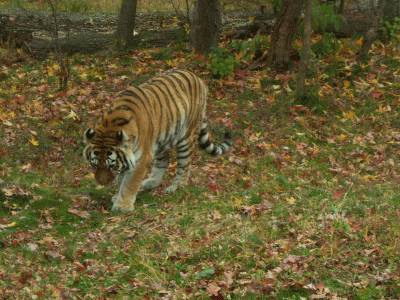 The Bronx Zoo