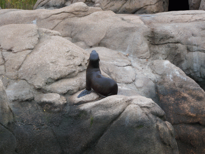The Bronx Zoo