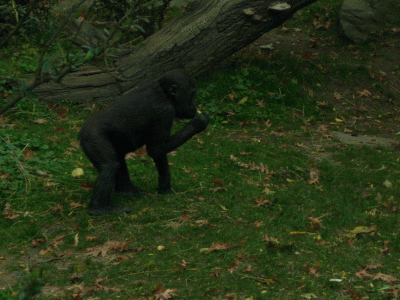 The Bronx Zoo