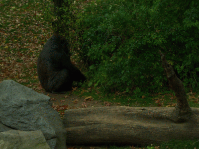 The Bronx Zoo