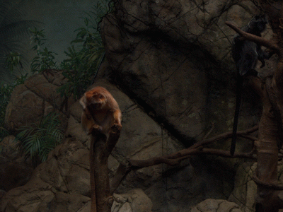 The Bronx Zoo